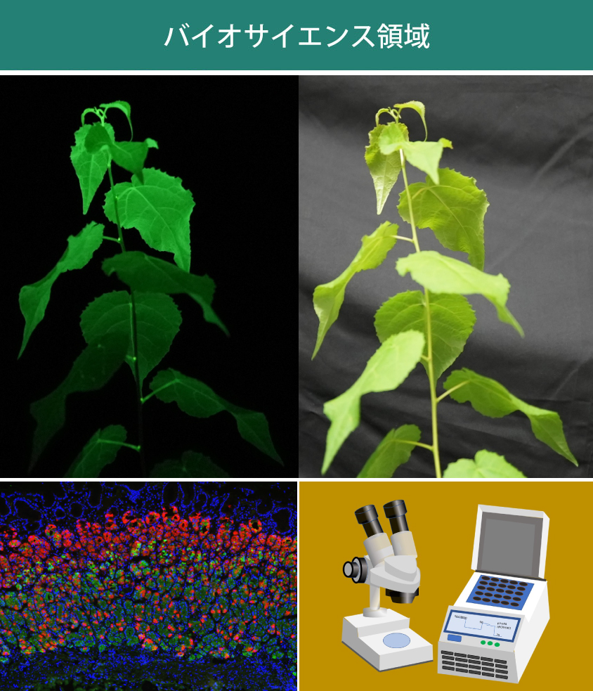 バイオサイエンス領域