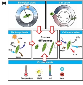 The variation of shape in <i>E. gracilis</i> is correlated to biological clock, photosynthesis, cell metabolism, cell cycle, and environmental factors.
