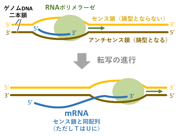 図11