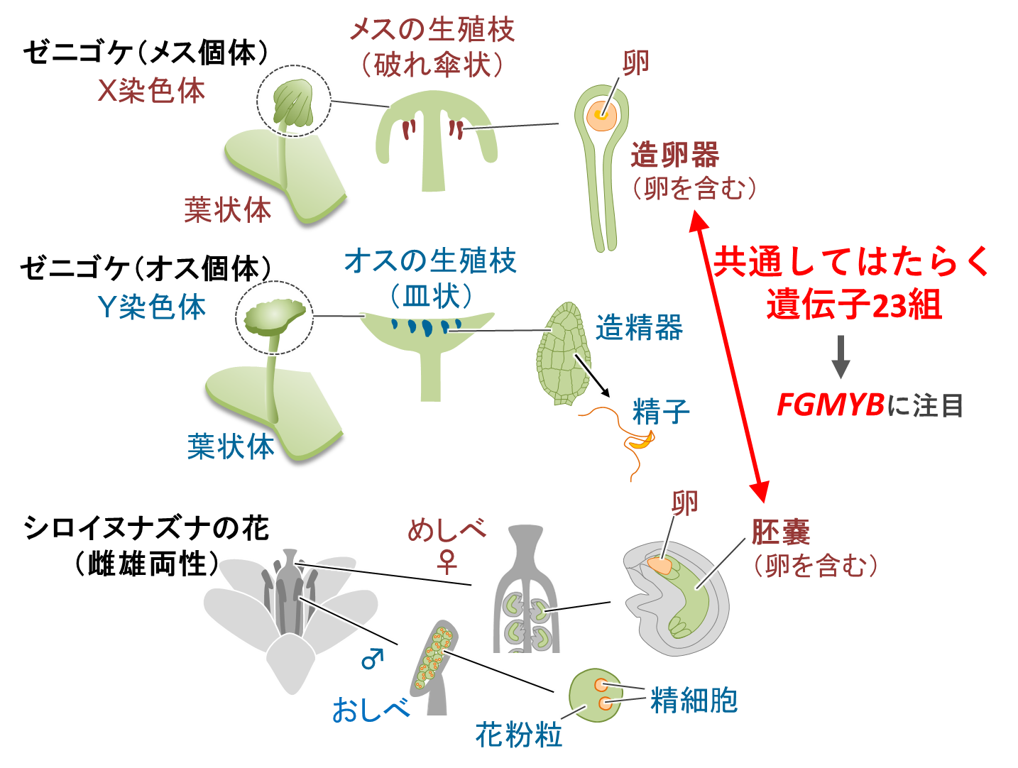 図2