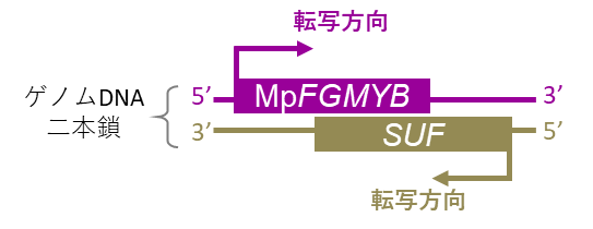 図4