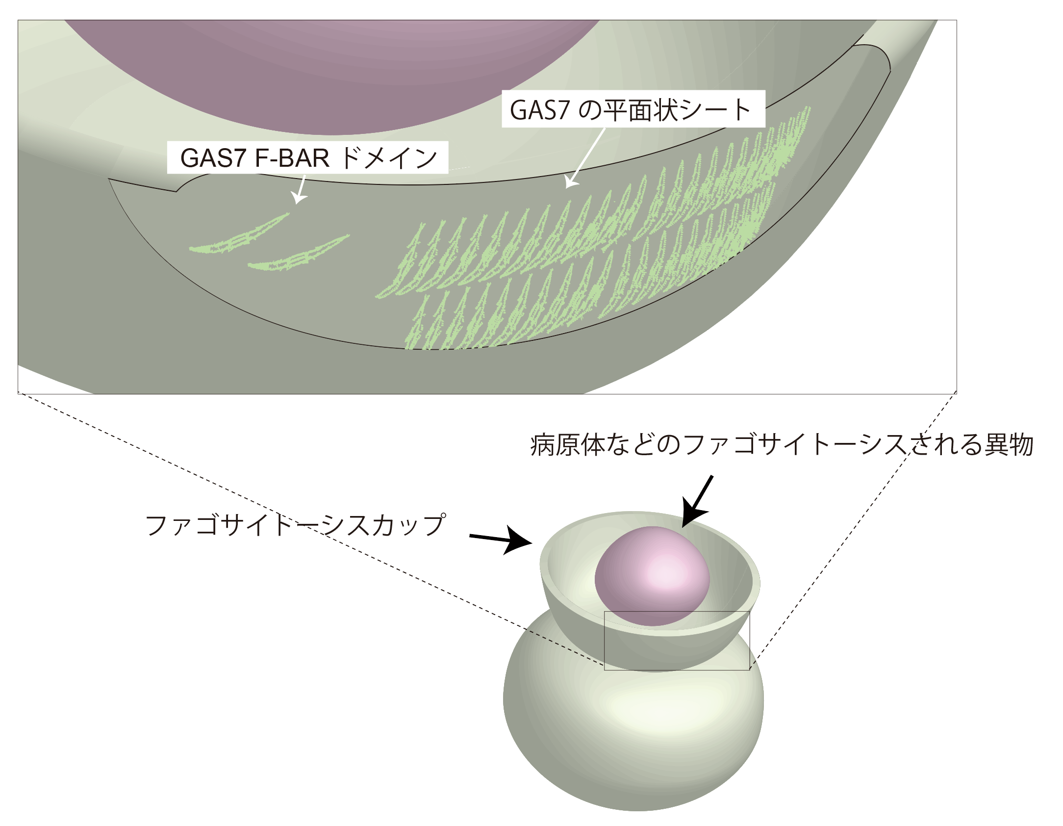 図1