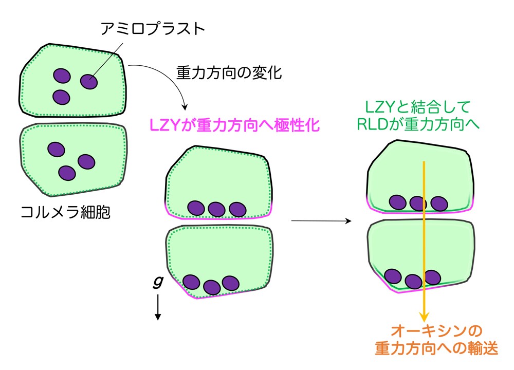 図6