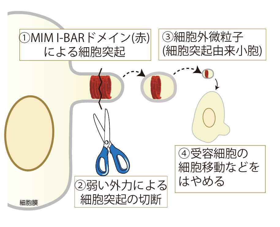 図2