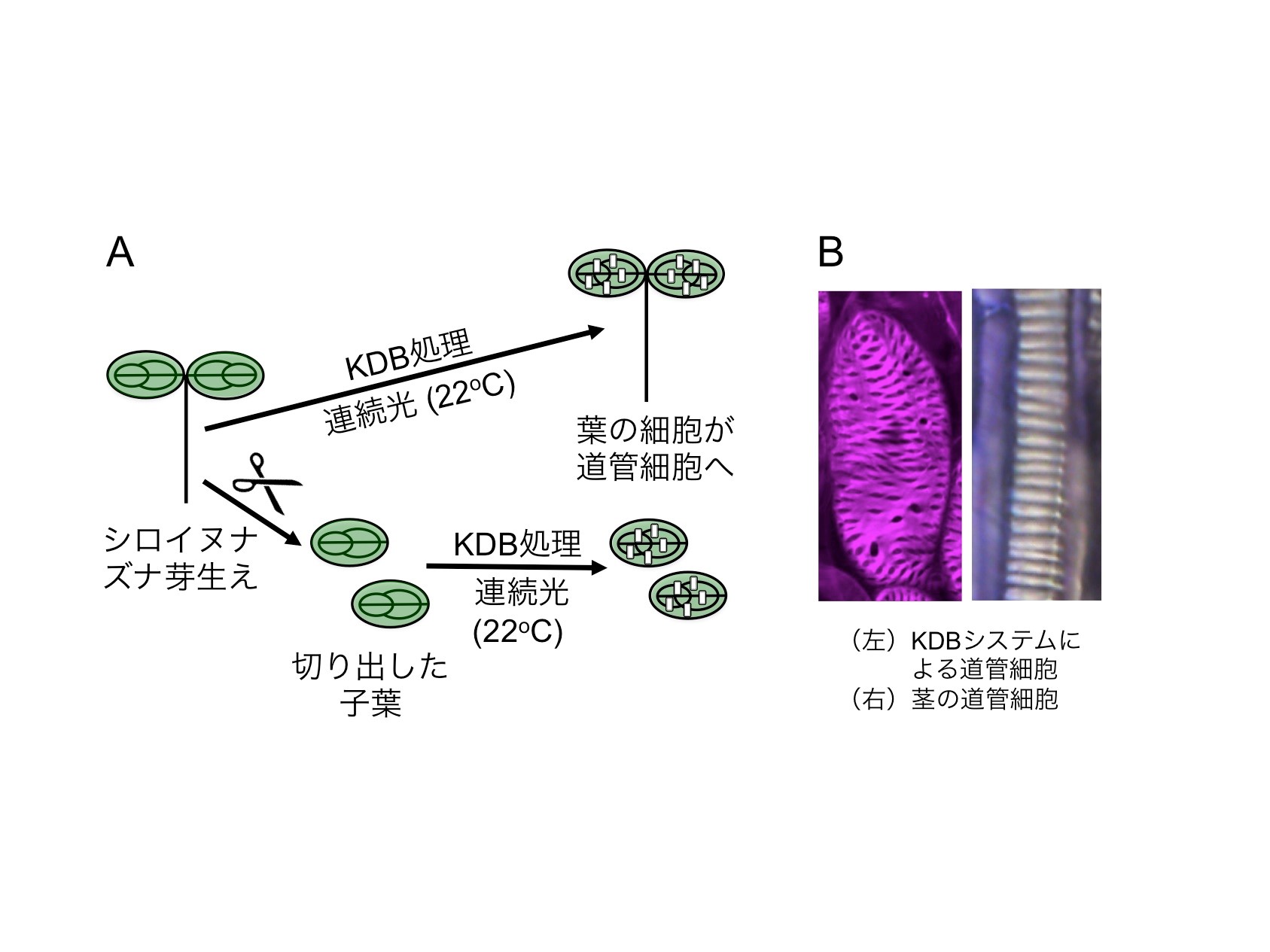 図1