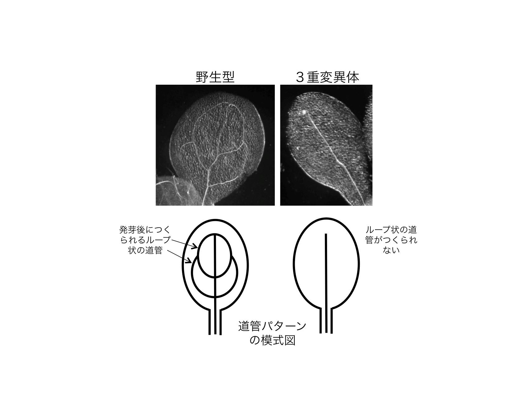 図2