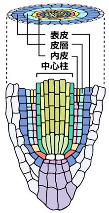 図1