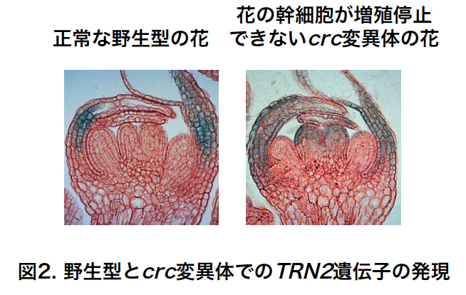 図2