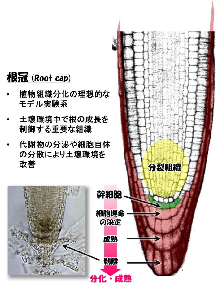 図1