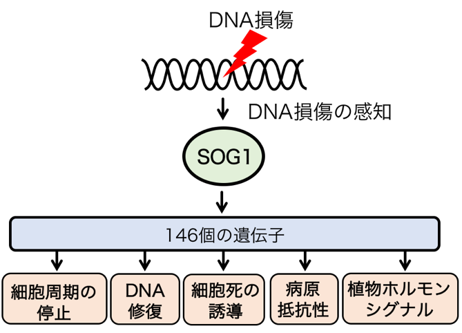 図1