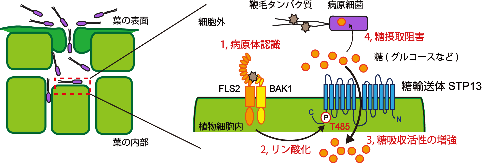 図