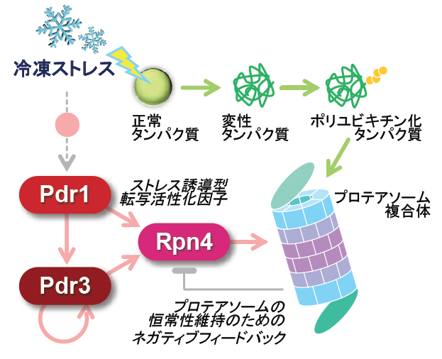 図4
