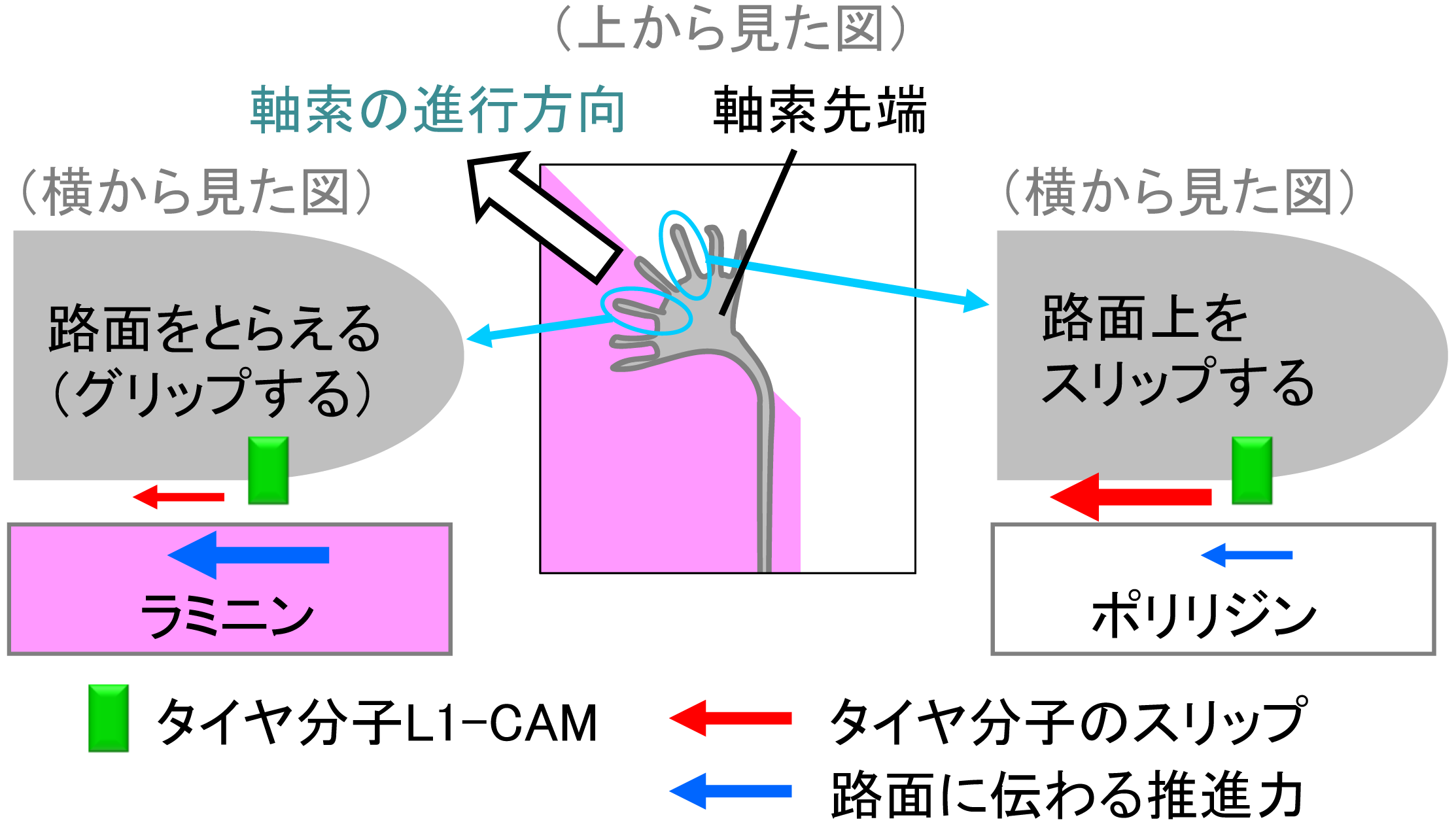 図1